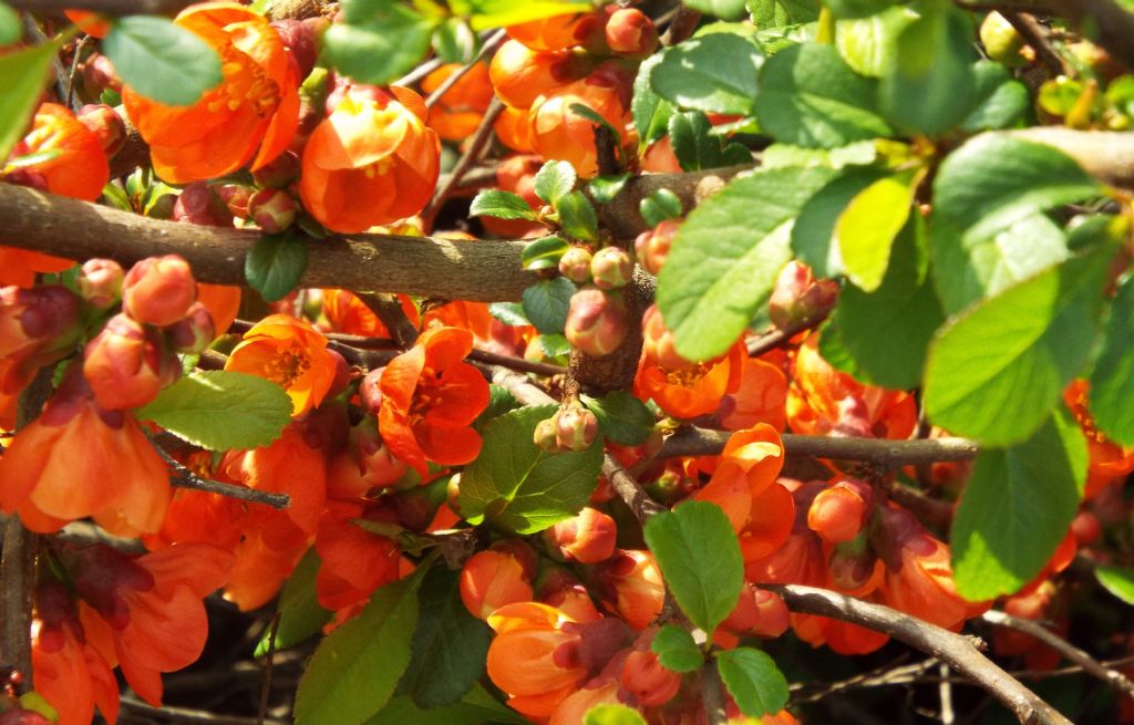 cv di Chaenomeles speciosa (Rosaceae)